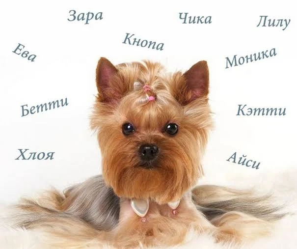 Імена для собак дівчаток: як знайти ту саму кличку
